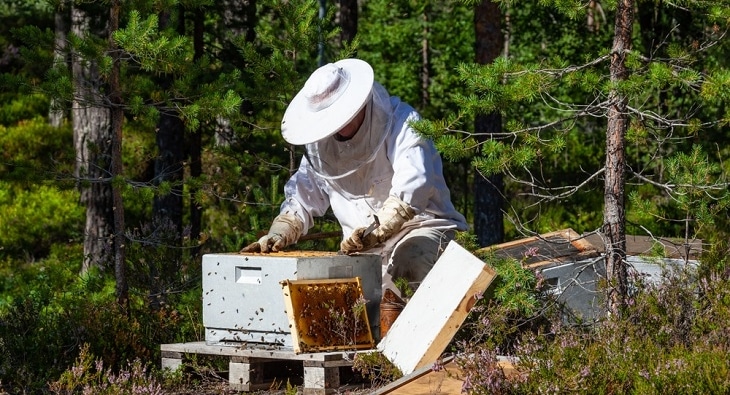 Make Money Beekeeping