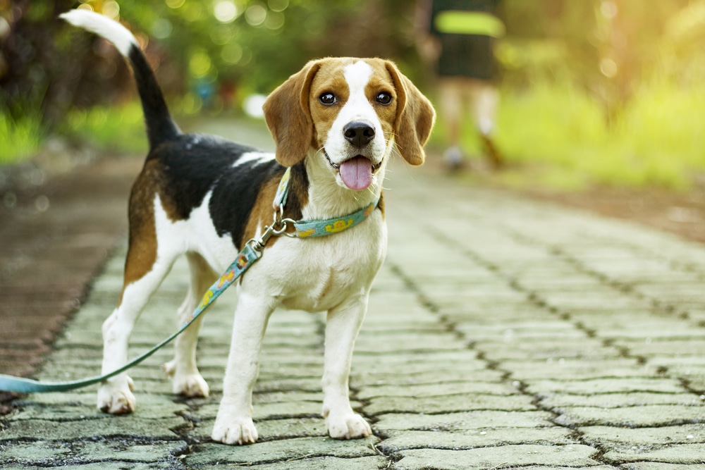 Beagle on lead